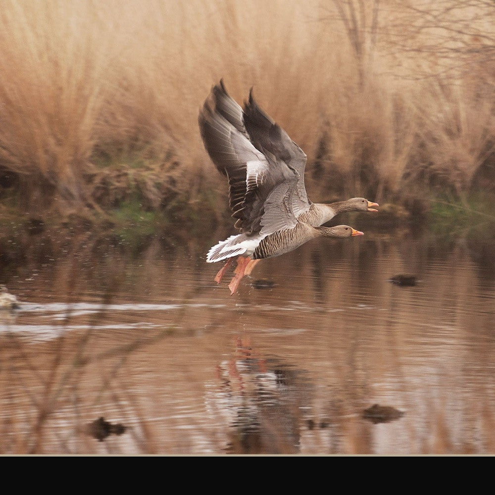 Fly Away 3 Black Framed Print Wall Art